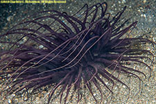 cerianthid